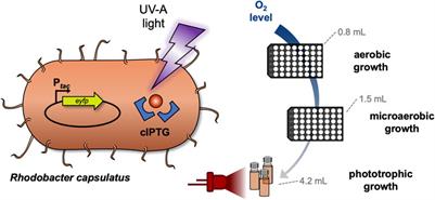 Light-mediated control of gene expression in the anoxygenic phototrophic bacterium Rhodobacter capsulatus using photocaged inducers